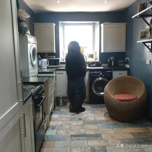 同時養8只一百多斤的狗子,是什麼體驗? 同時養8只一百多斤的狗子,是什麼體驗?