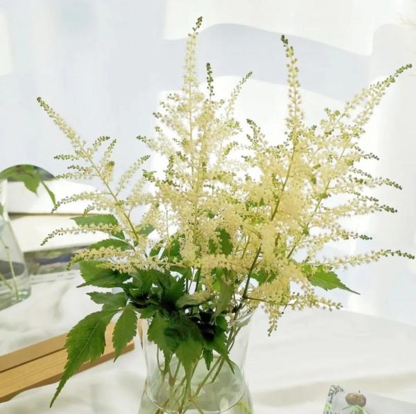 葉似蕨，花霧朦，落新婦散發浪漫唯美的氣息 | 壹木星球 No.4