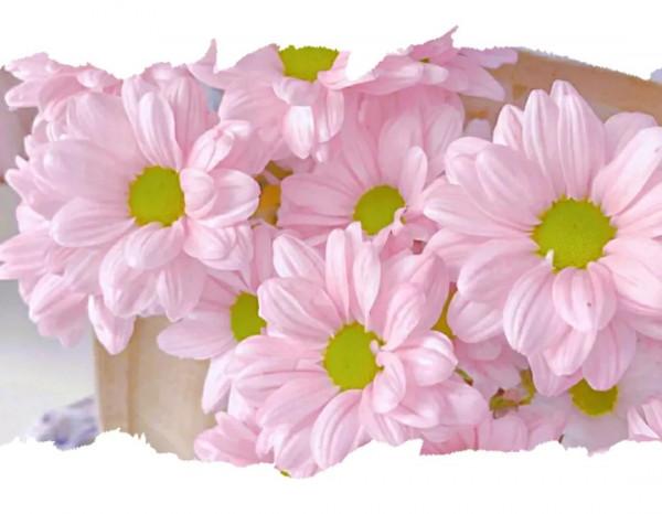 二寶扎頭髮事件 二寶扎頭髮事件