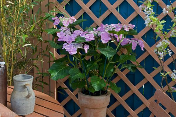 這7種年宵花都是&OpenCurlyDoubleQuote;一次性&rdquo;的，開完扔了吧，沒必要繼續養