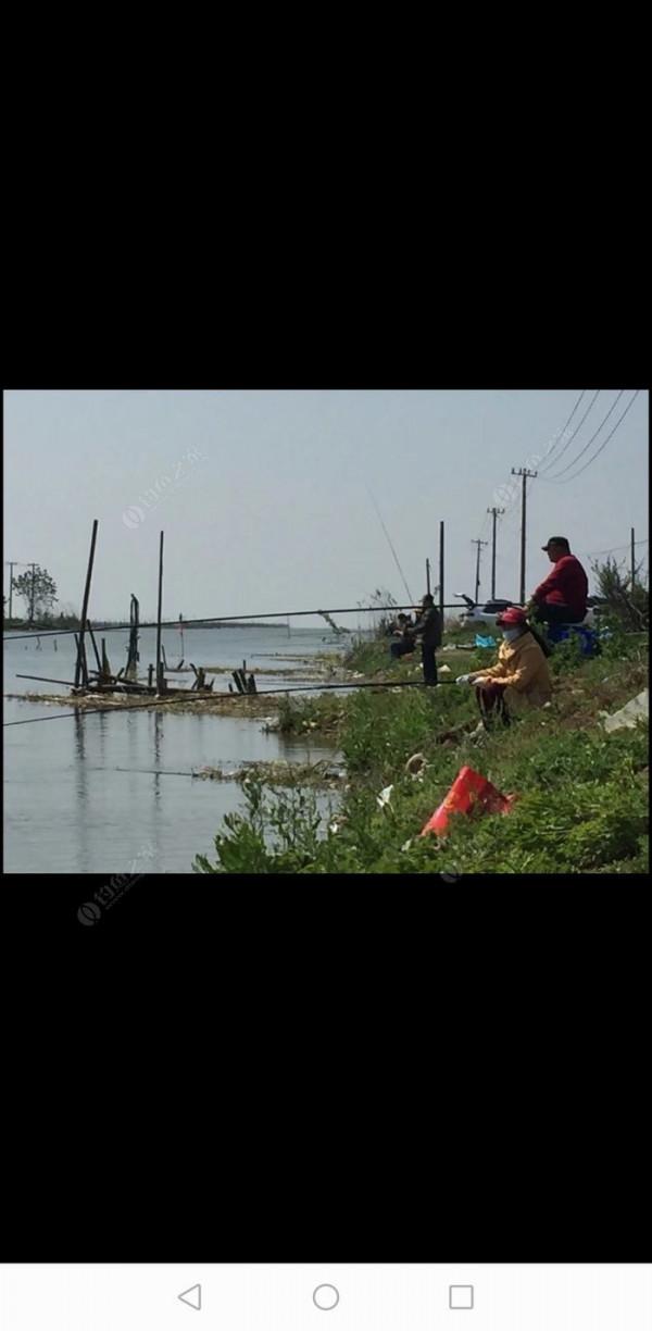 百人競釣黃碼河
