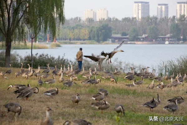 新桌布有了！快來看大興“百鳥圖”