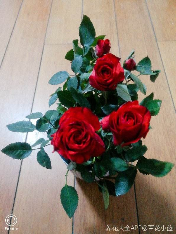 “毛病多”的9種花，新手很難養好，能養好的都是“大神”