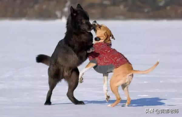 心機野狼如何被“招安”成了溫順家犬:很多時候,就是餓的 心機野狼如何被“招安”成了溫順家犬:很多時候,就是餓的