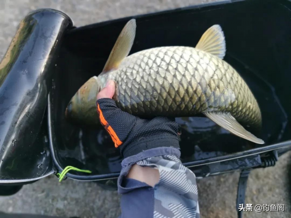 釣到大魚總是“拔河”？記住這3個步驟，大大地減少跑魚