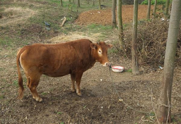 養殖業的危機：2022年要警惕三種疾病，涉及到豬、牛、雞，早準備