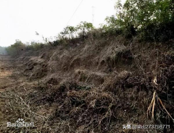 衛國——周朝最後一個被秦滅亡的國家 衛國——周朝最後一個被秦滅亡的國家