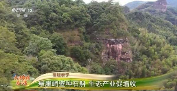 走進鄉村看小康丨飛簷走壁採藥人 小小石斛大產業