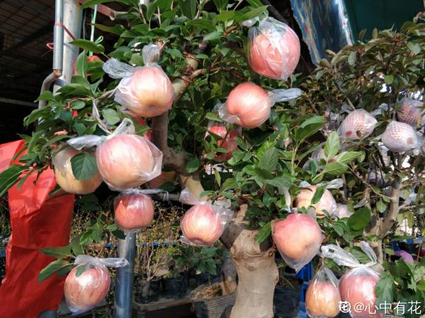 1棵蘋果樹,學會這6步,變成“高階”盆景 1棵蘋果樹,學會這6步,變成“高階”盆景