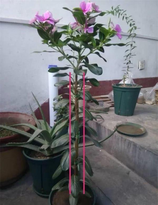 6種“便宜花”,稍加打理養成“棒棒糖”,給多少錢都不賣 6種“便宜花”,稍加打理養成“棒棒糖”,給多少錢都不賣