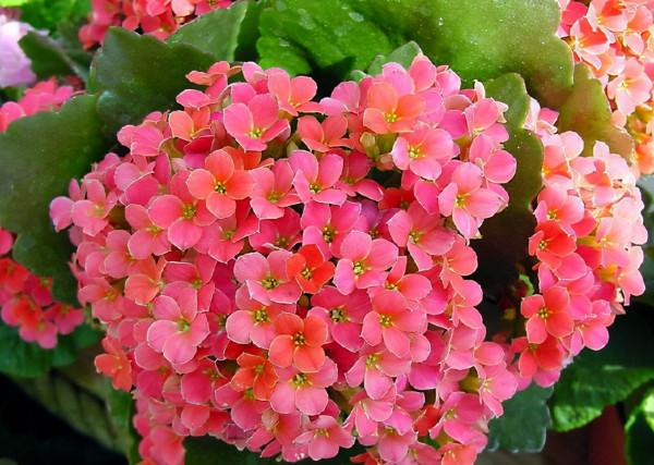 這8種花，專挑冬天開，爆盆猛、顏色豔、好養活，過年必備