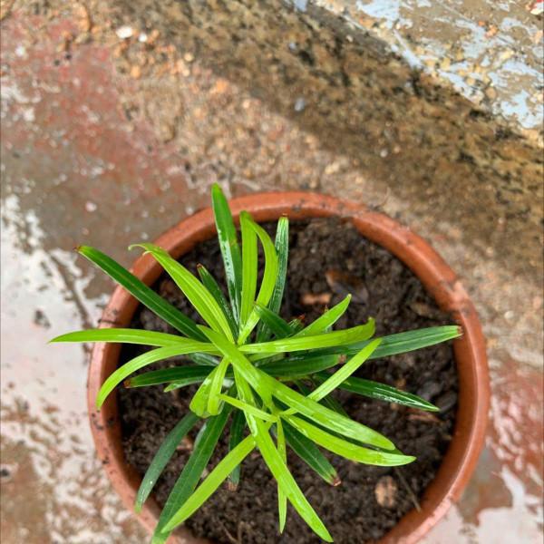羅漢松養殖簡單？細節不能忽視，注意這8點