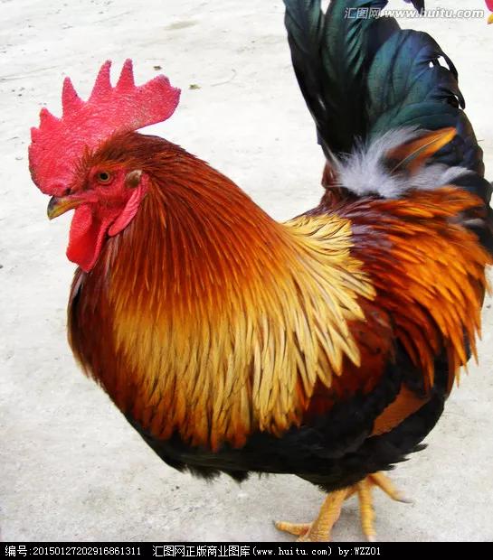 最大最美公雞的英姿