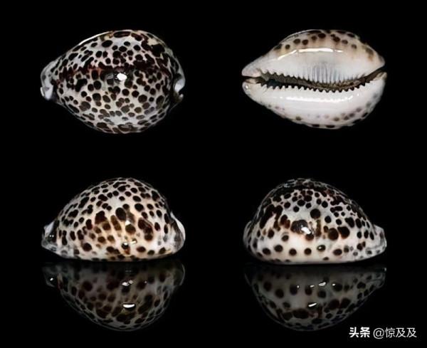 海螺也有國家保護?這幾種稀奇漂亮的海螺不能亂撿亂吃 海螺也有國家保護?這幾種稀奇漂亮的海螺不能亂撿亂吃