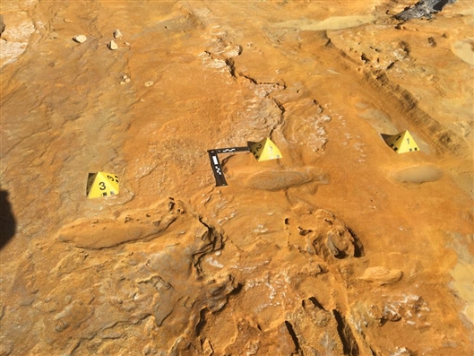 化石足跡揭示史前大象培育幼崽 化石足跡揭示史前大象培育幼崽