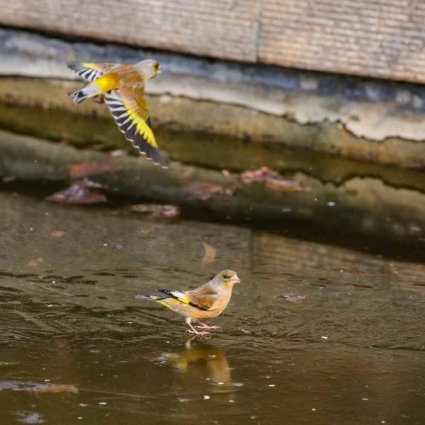 喜慶小鳥金翅雀蹦蹦跳跳報春來