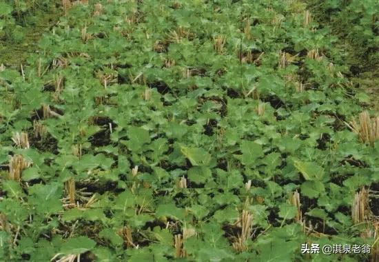 油菜直播與育苗移栽有哪些區別？需要什麼樣的技術措施