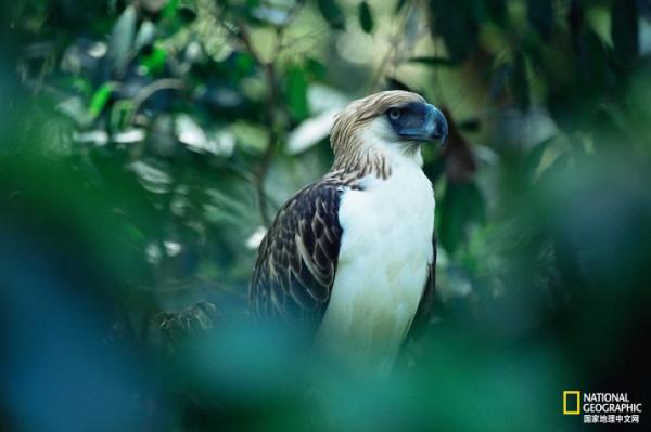 被十字準星瞄準的極危猛禽——菲律賓雕