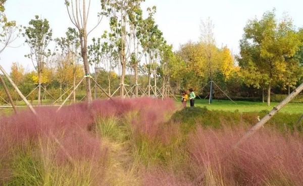 北京“粉色”公園走紅，門票0元秋意滿滿，面積小但景很美