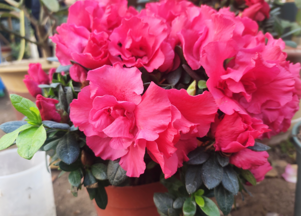 杜鵑花喜溼度大，噴水只會起到“反作用”，教你3個加溼方法