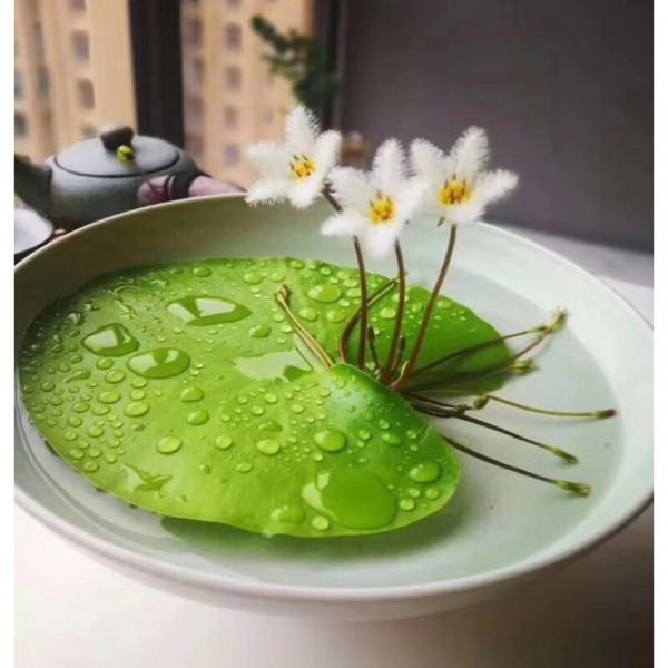 38種超級耐陰的花,沒光也能養爆盆,養在陽臺客廳超有範兒 38種超級耐陰的花,沒光也能養爆盆,養在陽臺客廳超有範兒