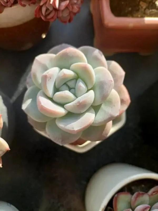 多肉，屬於我的小美好！願所有人的愛好都能被溫柔以待