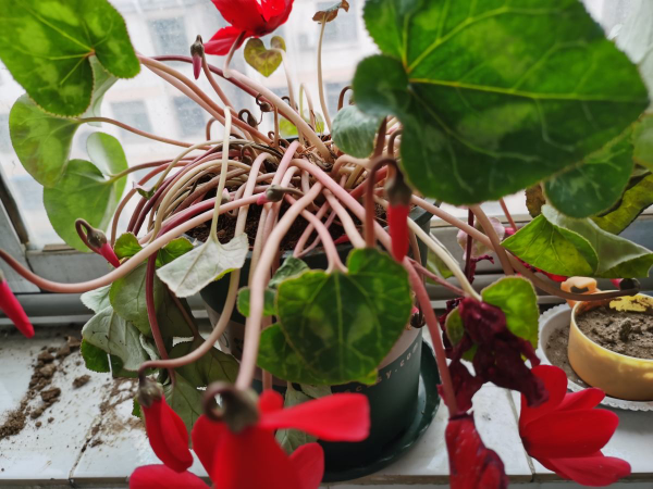 10種花天生“公主病”,真是沒得治,養花大神遇到也頭疼 10種花天生“公主病”,真是沒得治,養花大神遇到也頭疼