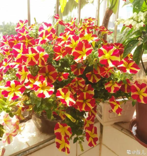 7種花現在剪一刀，剃個小平頭，滿盆冒新葉子