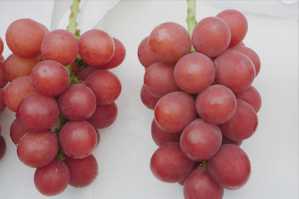 3萬多斤蔬菜被銷燬，網友拍手稱快，農業，日本是我們的榜樣？