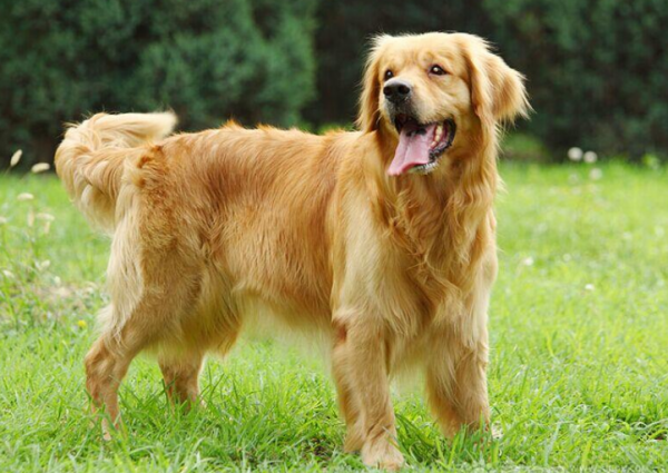 最新統計:國內最多人養的5種狗,你家的上榜了嗎? 最新統計:國內最多人養的5種狗,你家的上榜了嗎?