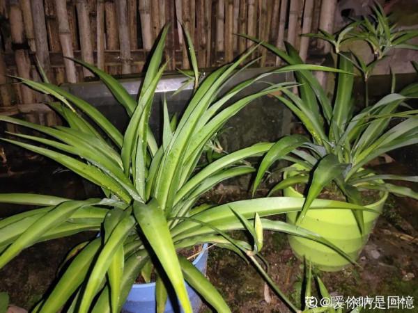 6種花超好養，新人都能學會的養護技巧，看這篇就夠了