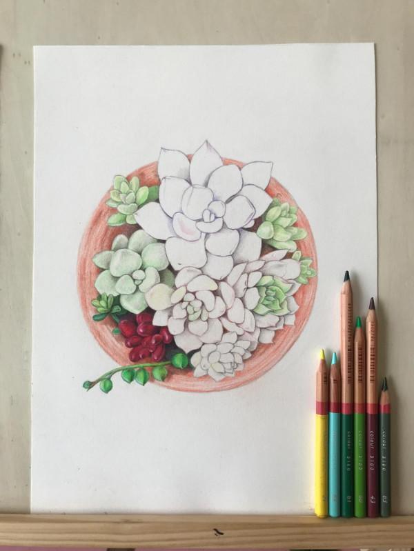 多肉植物彩鉛畫全過程(1-1) 多肉植物彩鉛畫全過程(1-1)