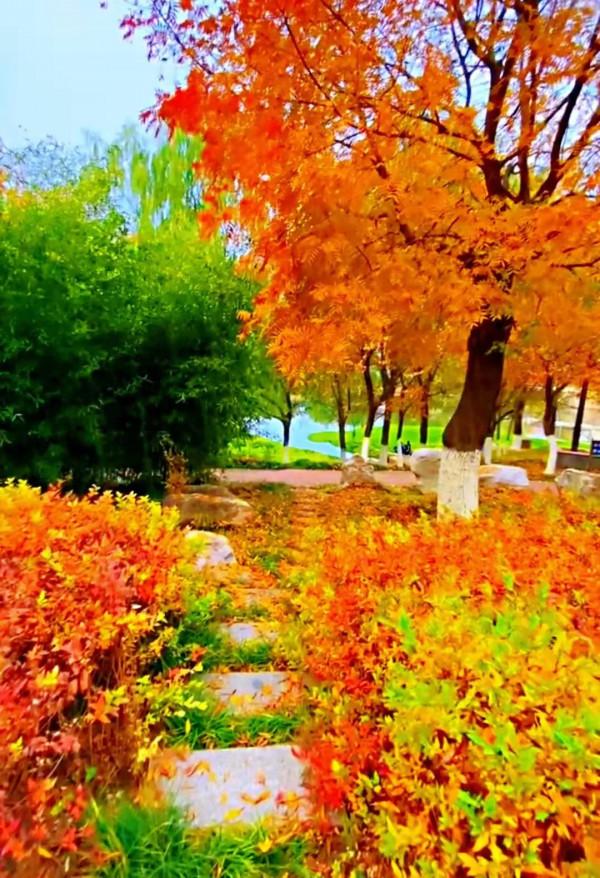 美景：夕陽下，公園裡，小徑上