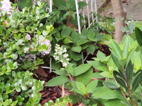 植物會打&OpenCurlyDoubleQuote;暗語&rdquo;，讀懂這2個&OpenCurlyDoubleQuote;暗語&rdquo;，才能把花養的根壯葉肥