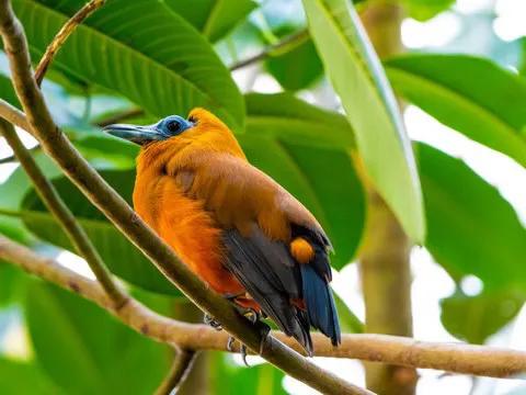 大家好，我是來自亞馬遜的小禿禿