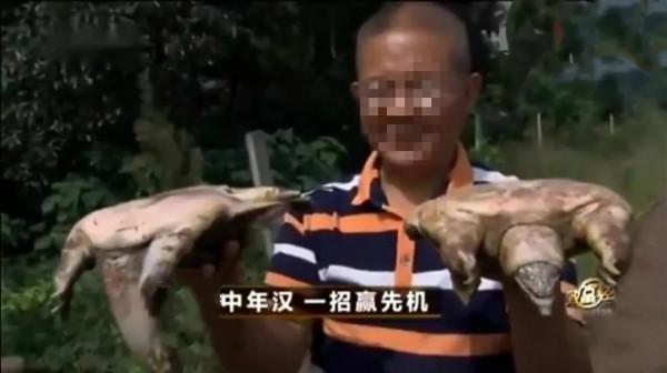 大叔深山養殖:八萬只團魚,兩三年過後,讓他大賺了三千六百萬元 大叔深山養殖:八萬只團魚,兩三年過後,讓他大賺了三千六百萬元