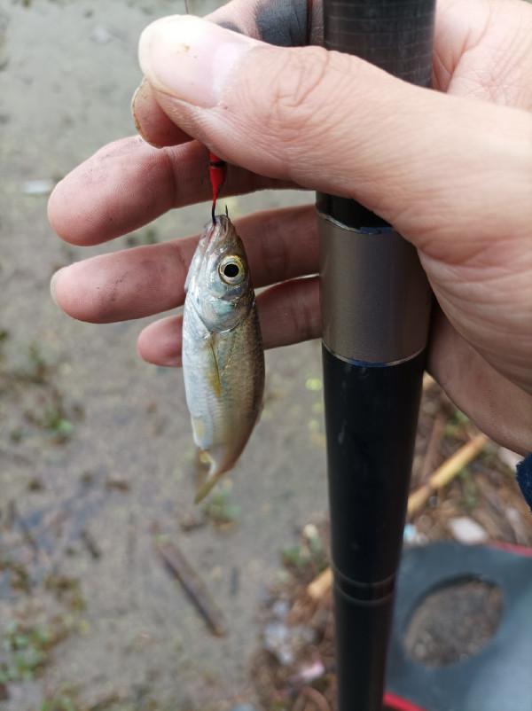 二戰水庫同樣被小趴虎教育，是釣位問題還是資源不好？