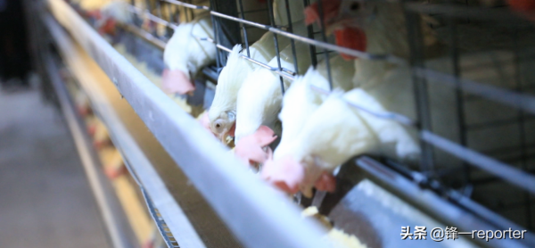 同樣養20萬隻蛋雞，他比別人多收入上百萬元，奧秘是啥？