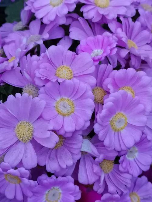 多姿多彩瓜葉菊