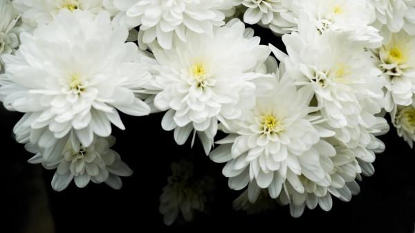 長三角第一次，就在崇明