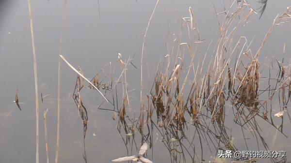 用圖片說明，這種水草旁別打窩，打上窩子就離空軍不遠了