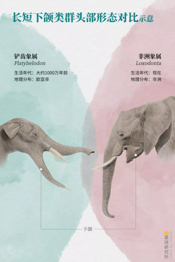 2021年度動物，是誰？