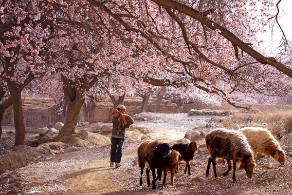 多少人的夢想!湖南姑娘用5年,在新疆禾木打造了個絕美花園 多少人的夢想!湖南姑娘用5年,在新疆禾木打造了個絕美花園