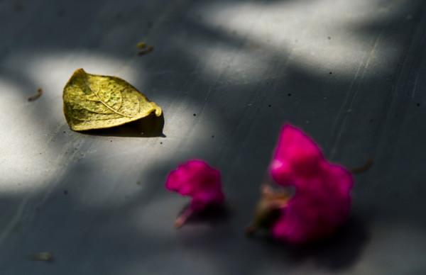 散文:在最美的清秋,感悟一葉人生 散文:在最美的清秋,感悟一葉人生