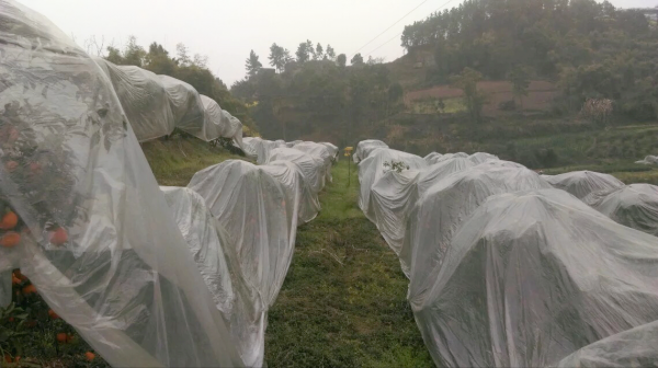 柑橘留樹保鮮賣高價?品種要求、準備工作,你都知道嗎?馬虎不得 柑橘留樹保鮮賣高價?品種要求、準備工作,你都知道嗎?馬虎不得