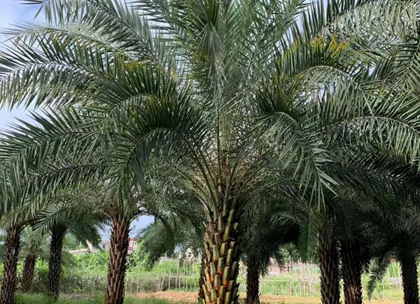 最新行情 | 本週熱門苗木市場價格一覽