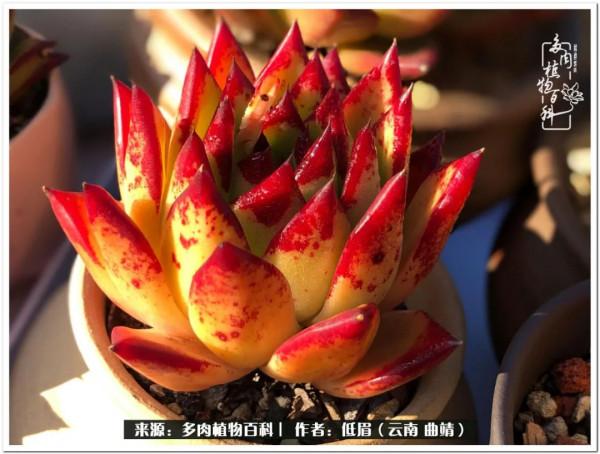 溫暖的多肉微語，陪你度過寒冷的聖誕平安夜！（2021）