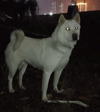 這3種狗是“養狗首選”，不僅便宜還好養活