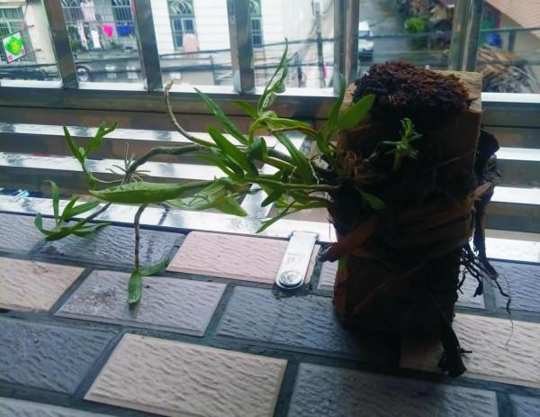 石斛M種養法，同樣枯萎