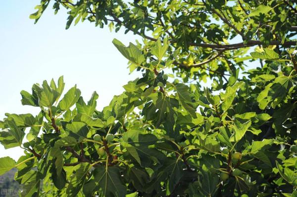 不開花卻結果的果實,你見過嗎? 不開花卻結果的果實,你見過嗎?